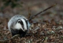 white and black animal on brown soil