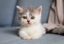 white and grey kitten on grey textile