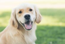 adultgolden retriever