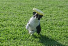 black and white short coated dog playing with white and green plastic toy on green grass