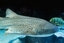 gray tiger shark swimming with yellow, white, and black striped fish