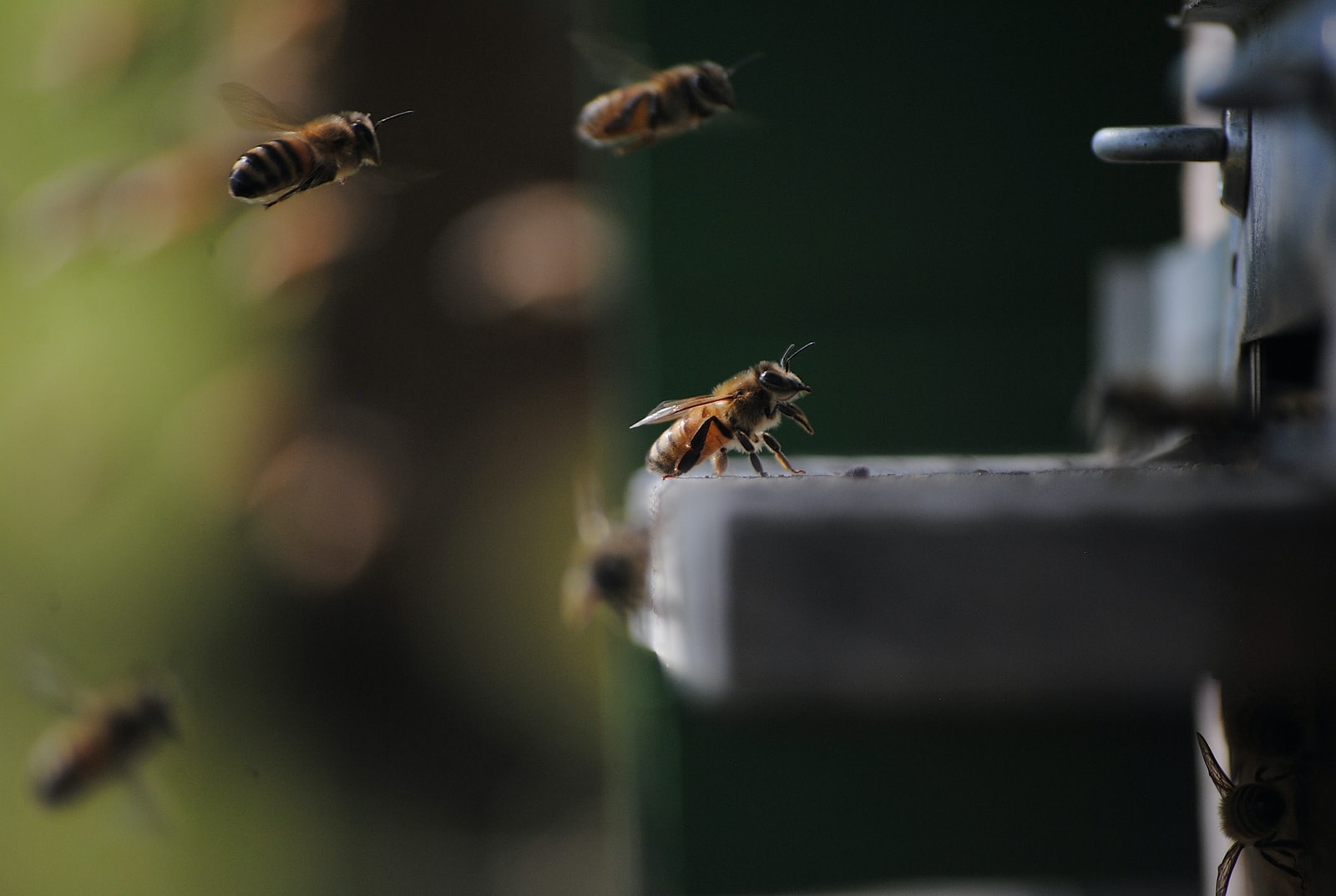 honeybee on white platform in bokeh photography