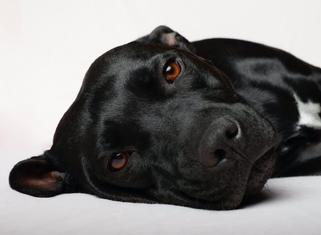 black short coat medium sized dog lying on white textile