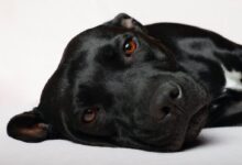 black short coat medium sized dog lying on white textile