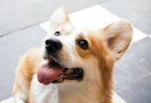 short-coated white and brown dog on white floor tiles