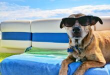 brown dog wearing sunglasses on blue textile