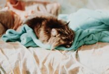 cat sleeping on teal comforter