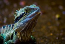 Green Lizard