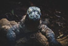 black and gray iguana