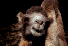 brown and white camel in close up photography