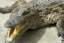 Close-up Photography a crocodile with its mouth open