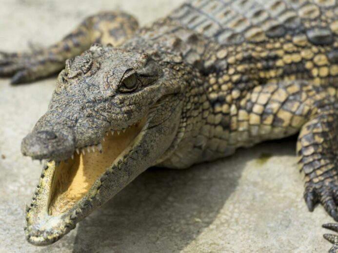 Close-up Photography a crocodile with its mouth open