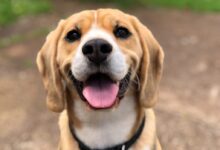 dog's face
