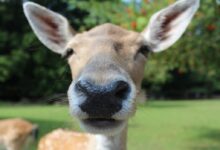 Close Up Photography of Brown Animal