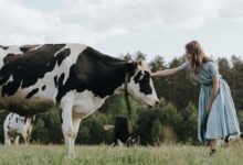Girl in Blue Dress Standing Beside Cow on Green Grass Field