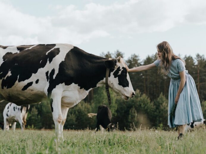 Girl in Blue Dress Standing Beside Cow on Green Grass Field