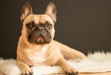 brown and black French bulldog lying on white fur area rug