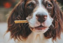 brown and white short coated dog biting brown wooden stick