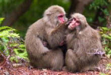 two monkeys sitting on ground during daytime