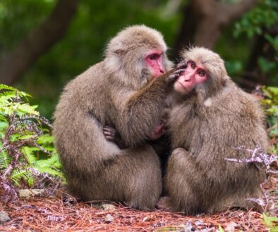 two monkeys sitting on ground during daytime