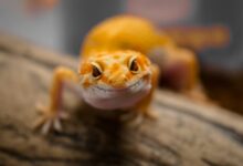 brown and white lizard on brown wooden surface