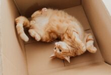 An Orange Tabby Cat Lying on a Cardboard Box