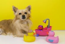 brown chihuahua puppy playing with pink plastic toy