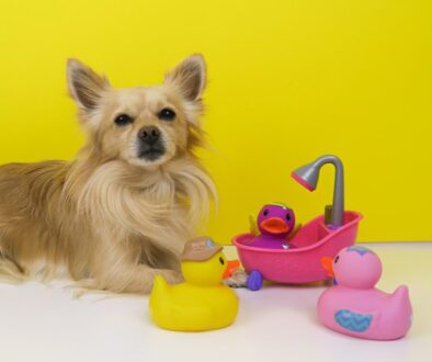 brown chihuahua puppy playing with pink plastic toy