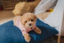 white long coated small dog on blue textile