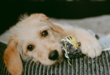 white short coated dog lying on black and white striped textile