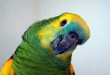 DennisBuntrock