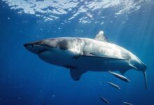 white and black shark underwater
