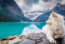 A white dog sitting on a rock formation near a large mountain pond.