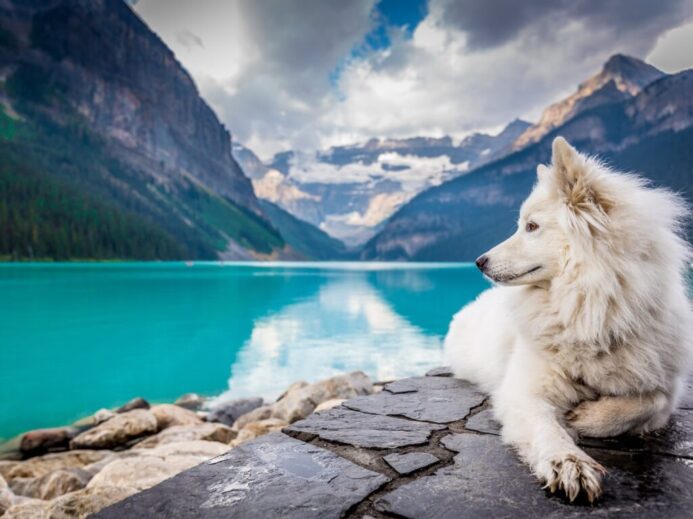 A white dog sitting on a rock formation near a large mountain pond.