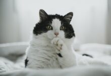 White and Black Cat on White Textile
