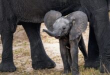 gray elephant with calf standing on ground at daytime
