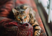 short-fur orange and black cat