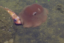 National Marine Sanctuarie