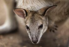 brown and white kangaroo lying on ground during daytime
