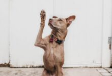 short-coated brown dog