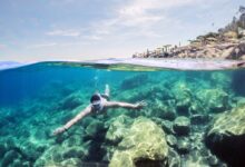 woman in black and white bikini swimming on sea during daytime