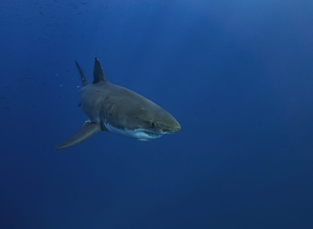 black shark in blue water
