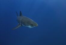 black shark in blue water