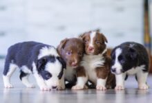 black and white short coated puppies