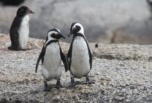 two penguin standing