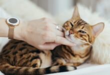 person holding brown cat on white textile
