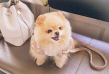 brown pomeranian puppy on white leather tote bag