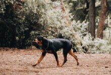 black and tan short coat medium dog running on brown dirt road during daytime