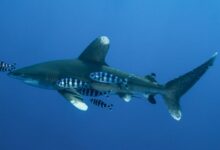 illustration of green shark