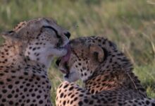 leopard licking another leopard's face